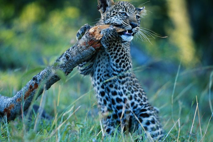 Leopard cub (Panthera pardus) holding branch, Masai Mara, Kenya