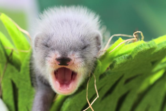 Ferret baby in the nest of hay