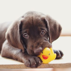 A chocolate Labrador puppy chews a yellow rubber duck on a wooden table in a softly lit room.