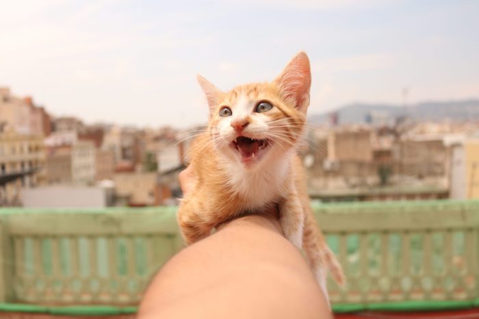 View Of Man Holding Kitten