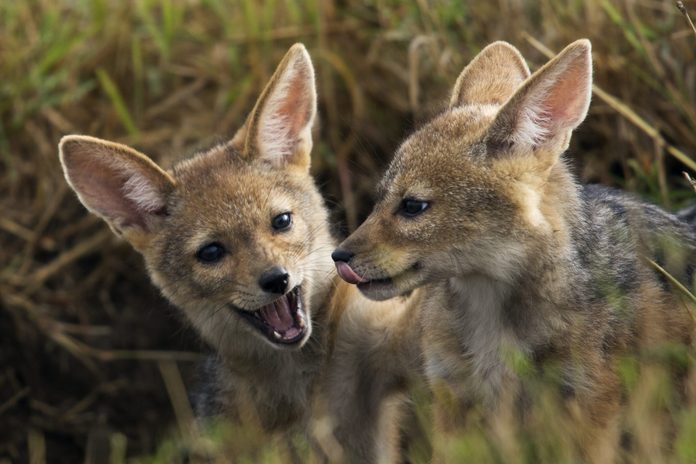 Black-backed jackal pups playing