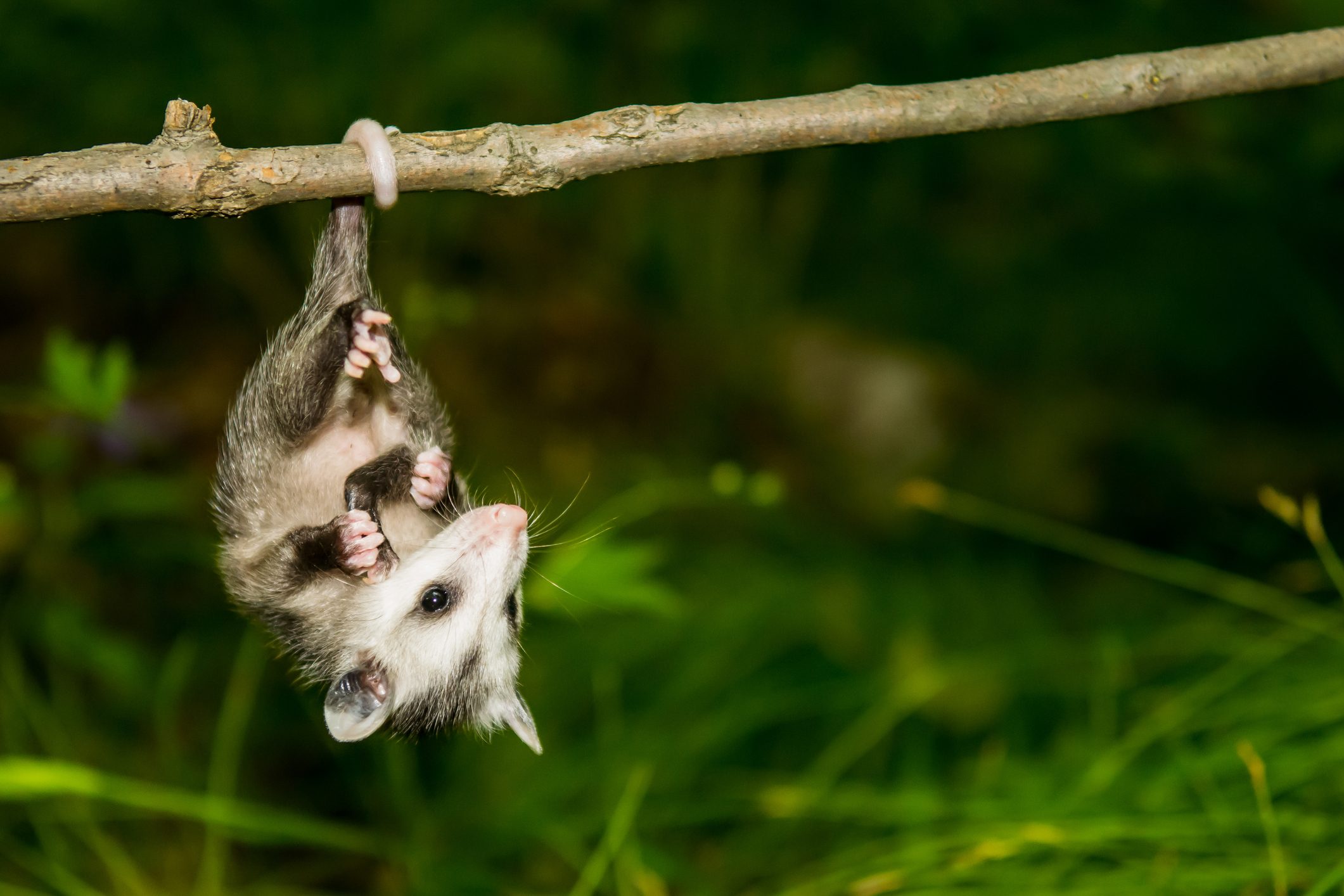 Baby Opossum