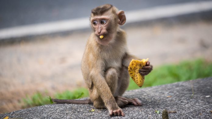 Baby Rhesus macaque eating a banana