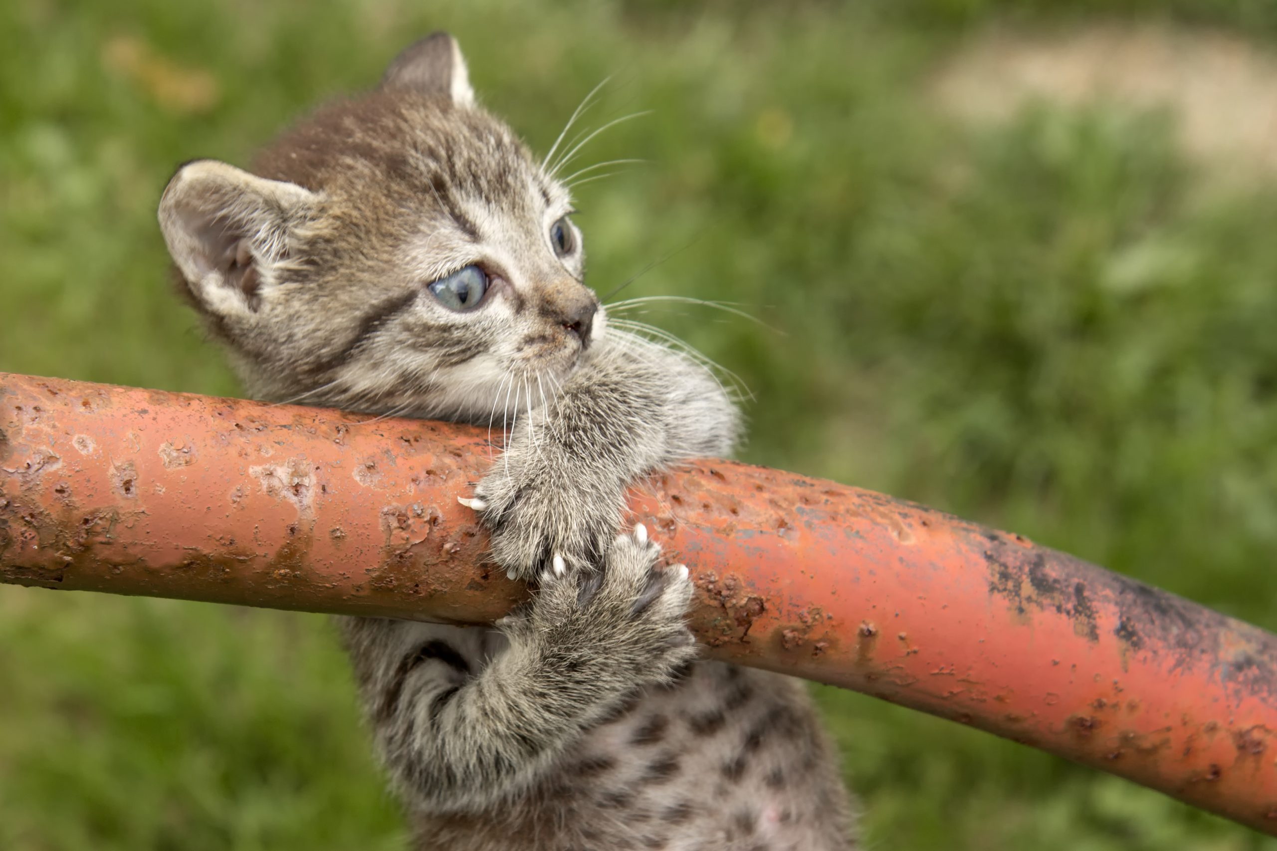 kitten with fear of falling