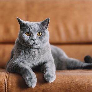 Gray cat lounges on a brown leather couch, looking directly ahead with amber eyes, in a cozy indoor setting.