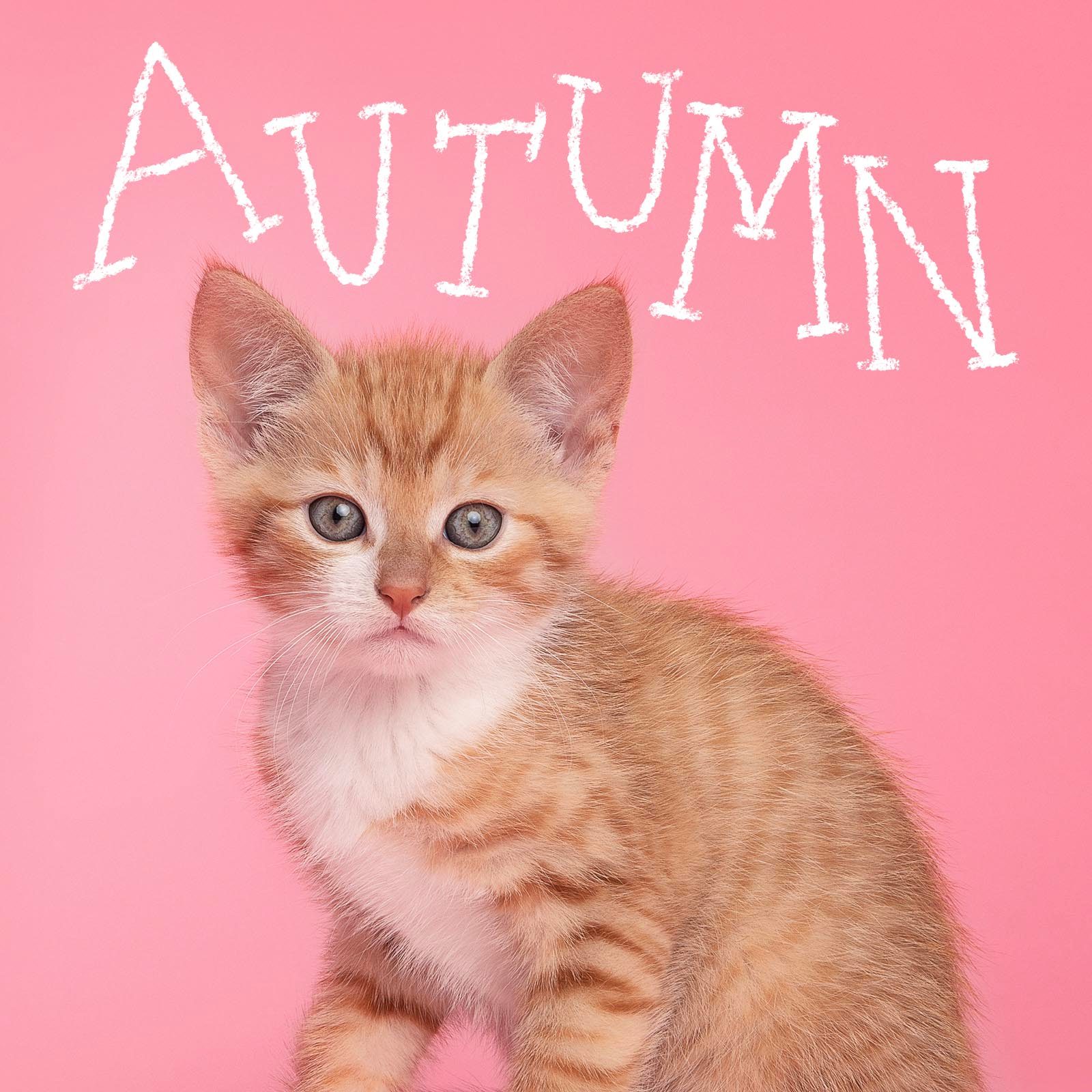 Girl cat name "Autumn" handwritten over a photo of a cat on a pink background