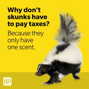 Skunk standing on yellow background, tail raised. Text reads: 
