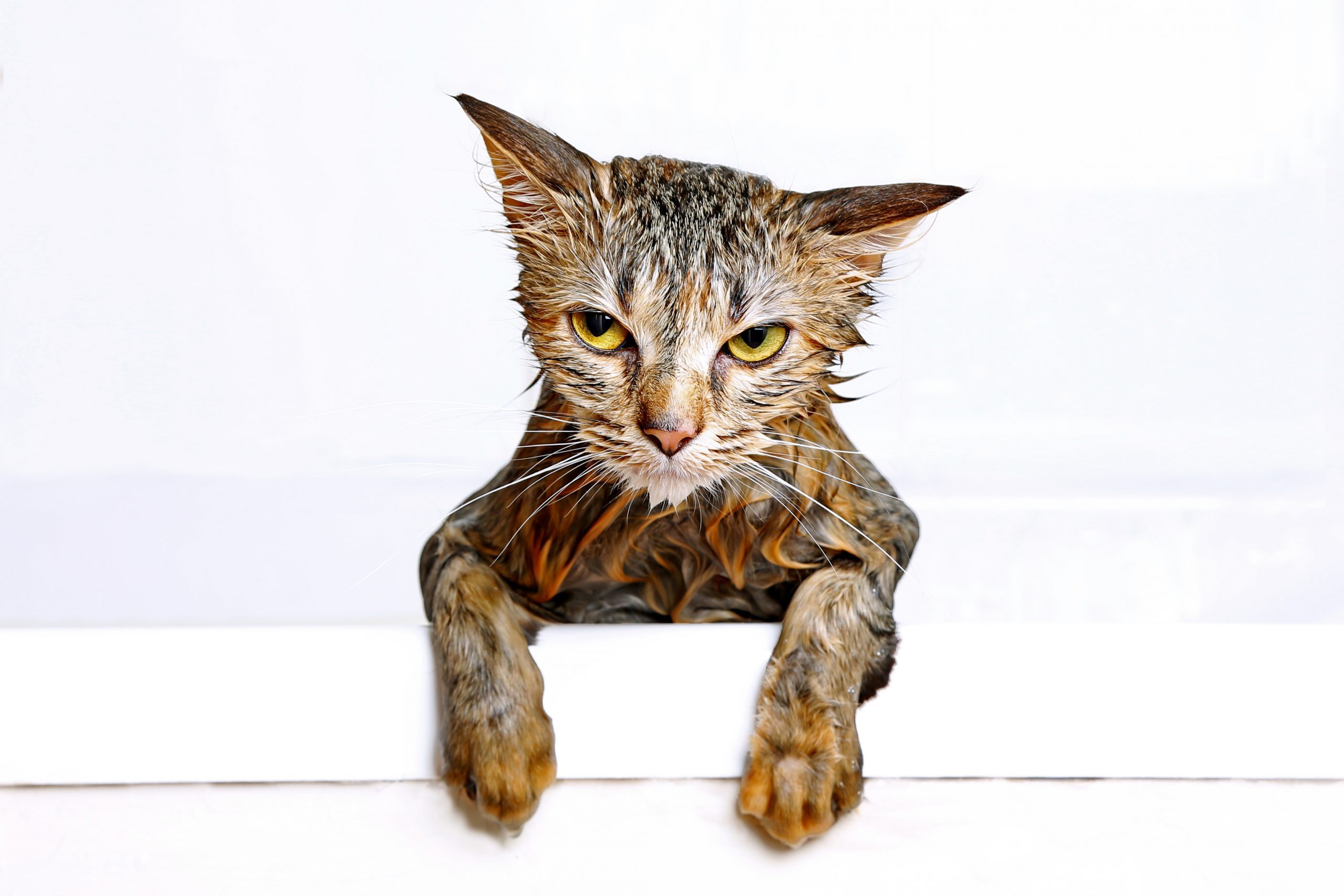 You've got to be kitten me!