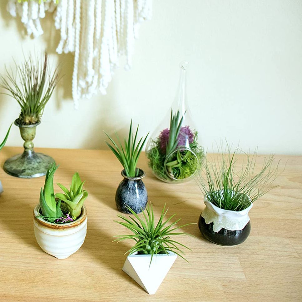 12 Air Plant Variety Pack Ecomm Via Amazon.com