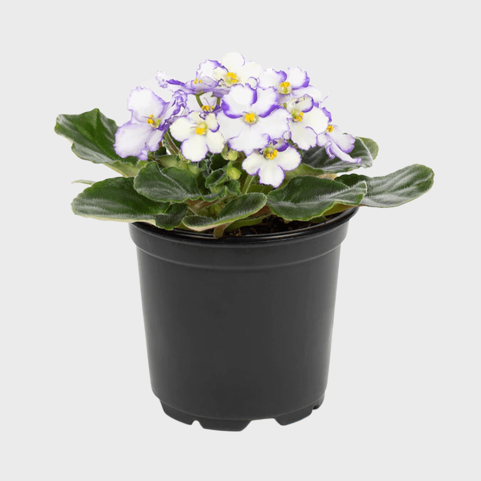 13 Oz Mixed African Violet In Plastic Pot Ecomm Via Lowes.com