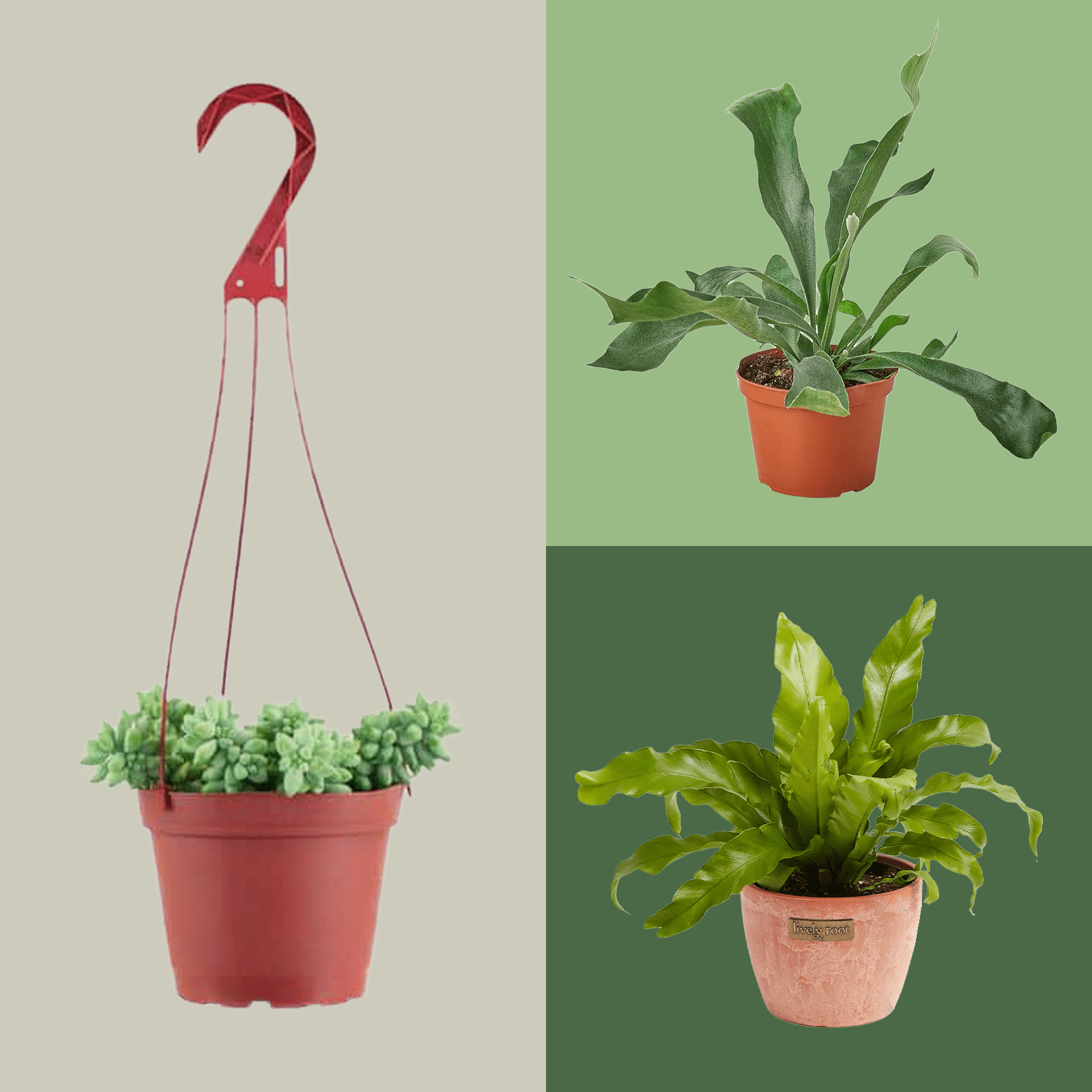 16 Indoor Hanging Plants Ft Via Merchant
