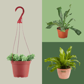 Three potted plants; a hanging succulent with red hook, a plant with wavy leaves in an orange pot, and a leafy plant in a terracotta pot.