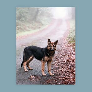 A German Shepherd stands on a foggy, leaf-covered road in a forested area.