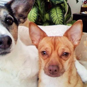 Two small dogs sit closely on a beige couch, one with upright ears. A potted plant and a cluttered desk are in the background.