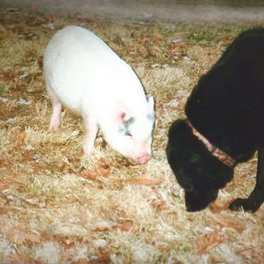 A small pig and black dog are sniffing the ground on a grassy area with scattered dry leaves.