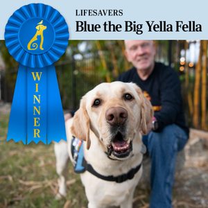 Dog stands excitedly; wears vest; man sits blurred in the background; blue ribbon labeled 