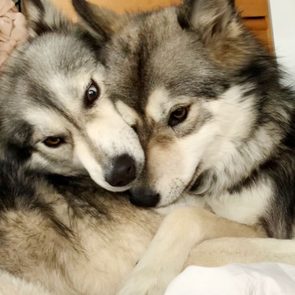 Two fluffy dogs cuddle closely on a soft indoor bed, displaying a warm and intimate bond.