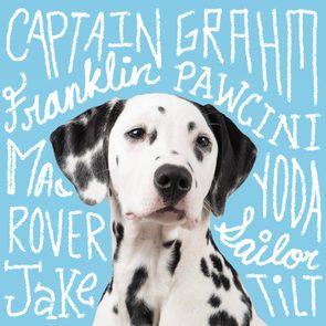 Dalmatian puppy sits against a blue background with white text including 