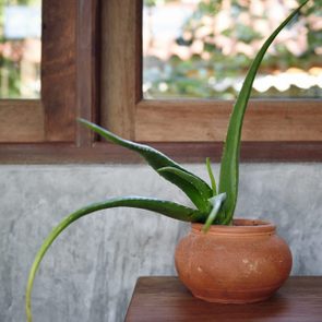 Aloe vera plant grows in a terracotta pot on a wooden table, set against a concrete wall and wooden window frame.