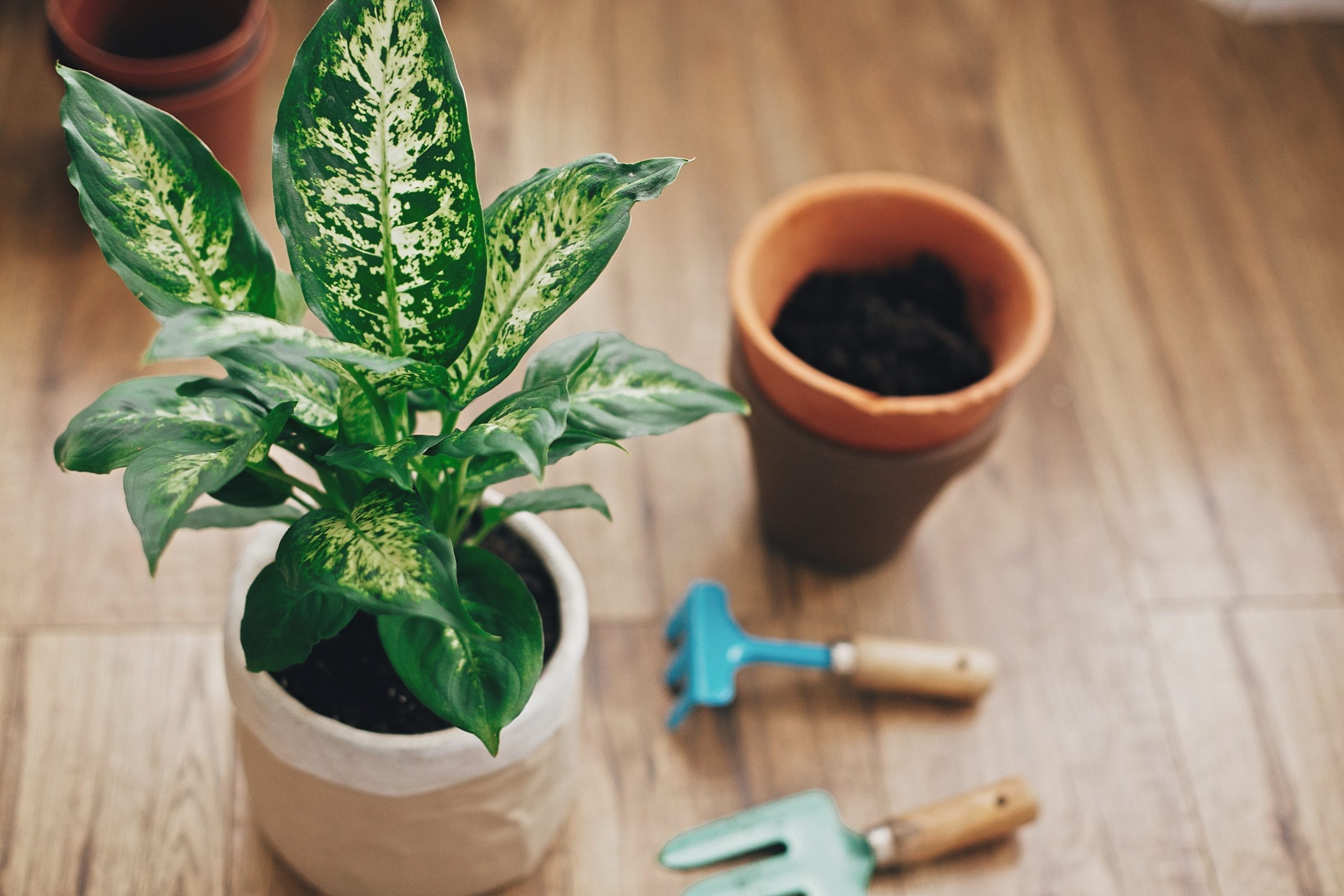 Repotting plant concept. Dieffenbachia plant potted with new soil into new modern pot, and gardening stylish tools, and old clay pots on wooden floor.