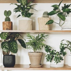 Potted plants sit on wooden shelves, displaying various green leaves and shapes, set against a plain white wall background.