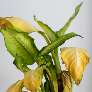 Yellowing plant leaves droop among healthy green ones, set against a plain, light gray background.