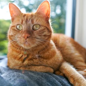 A ginger cat lounges on a soft surface by a sunlit window, surrounded by blurred greenery outside.