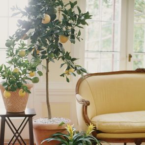 Potted orange trees with ripe fruit stand by a yellow sofa in a sunlit room, near large windows showing green foliage outside.