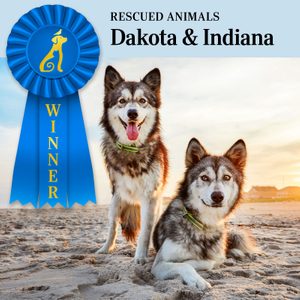Two dogs sit and stand on a sandy beach at sunset. A blue ribbon reads 