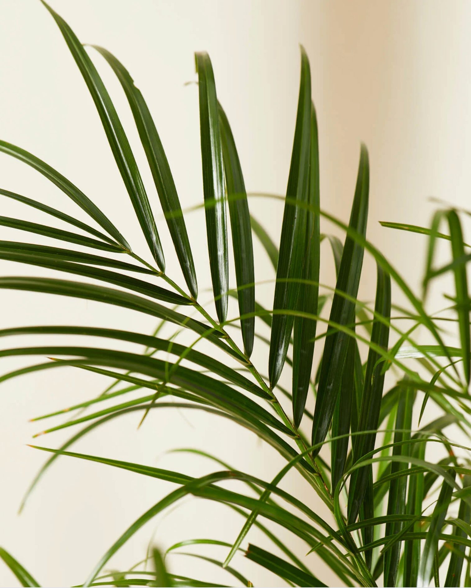 Air-purifying plants 