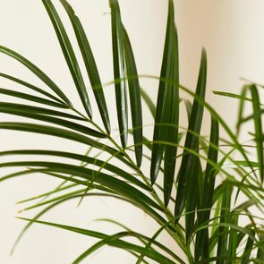 Green palm leaves arch gracefully against a neutral, light background.