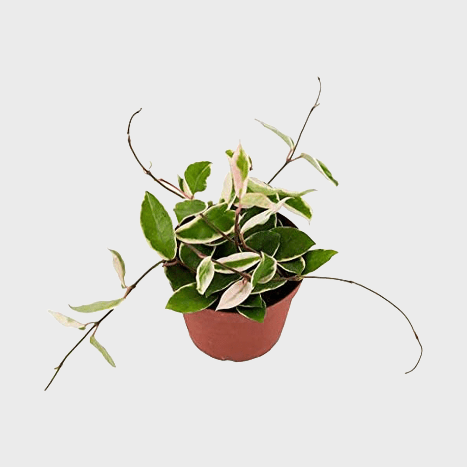 American Plant Exchange Hoya Ecomm Via Amazon.com