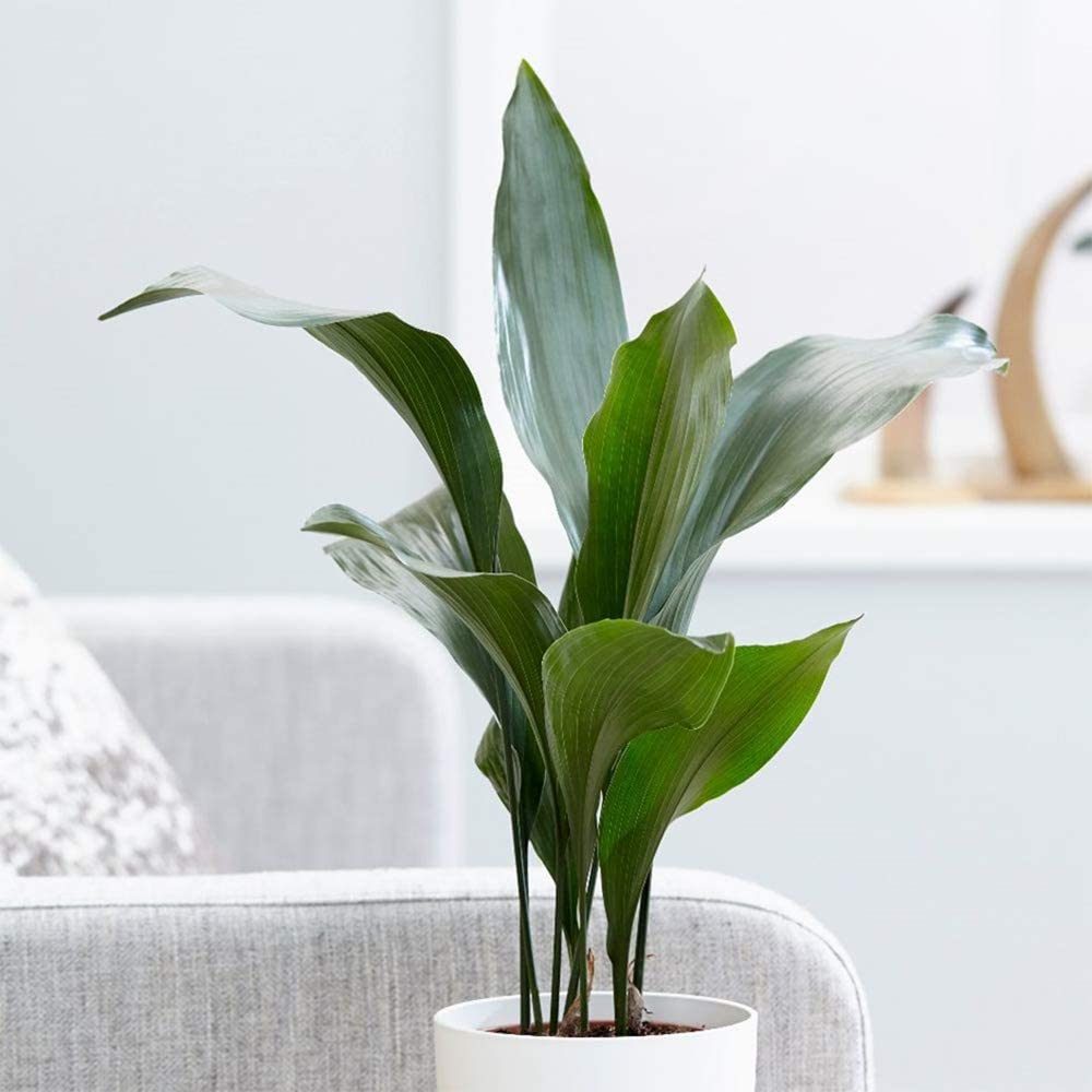 American Plant Exhcnage Cast Iron Plant Ecomm Via Amazon.com