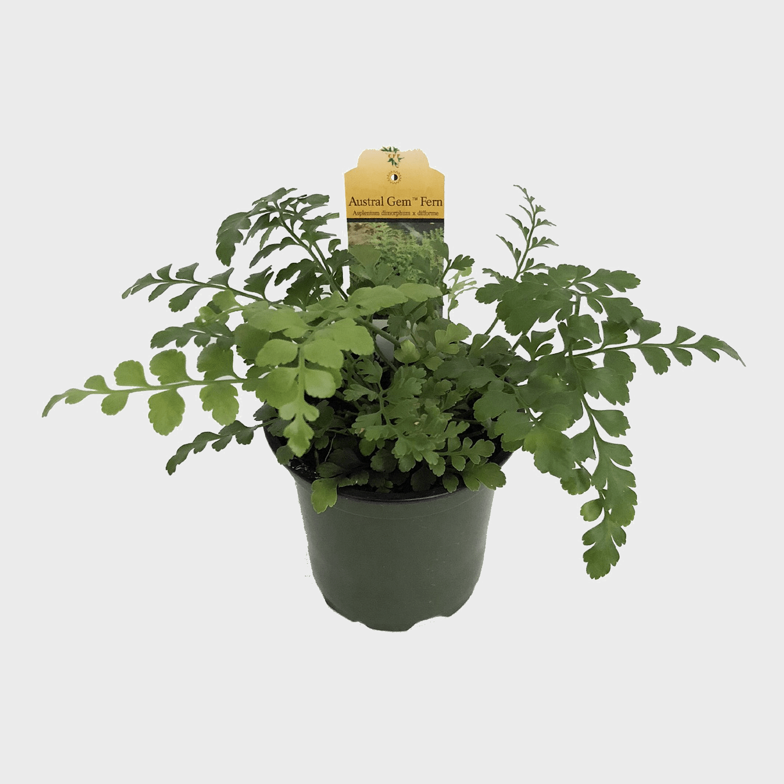 Austral Gem Fern Ecomm Via Walmart.com