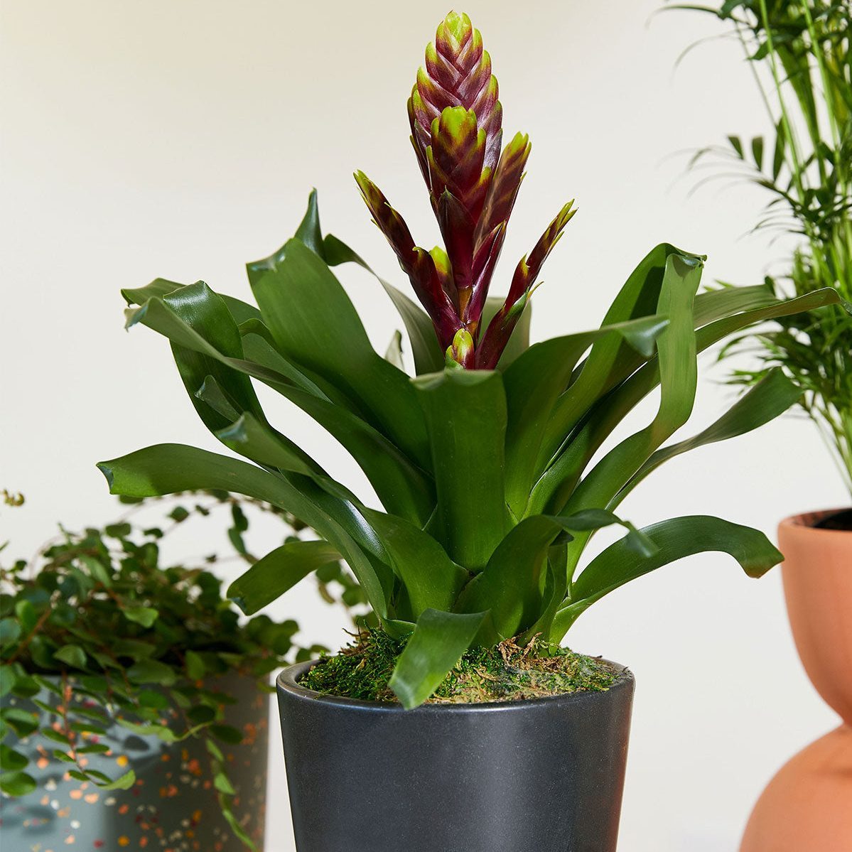 Bromeliad Vriesea Vogue Ecomm Via Thesill.com