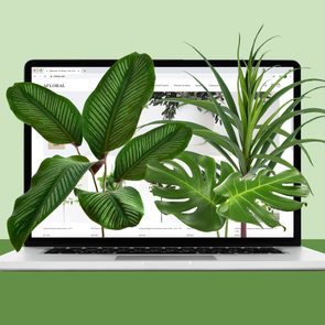 Large green leaves appear to emerge from a laptop screen displaying a plant shopping website, set against a light green background.