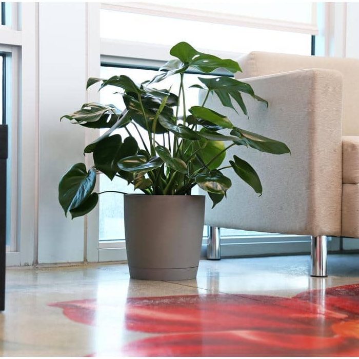 Costa Farms Indoor Plants Monstera Plant Ecomm Via Homedepot.com