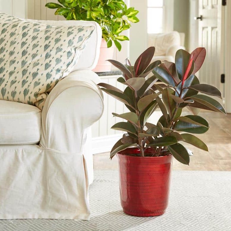 Costa Farms Indoor Plants Rubber Plant Ecomm Via Homedepot.com