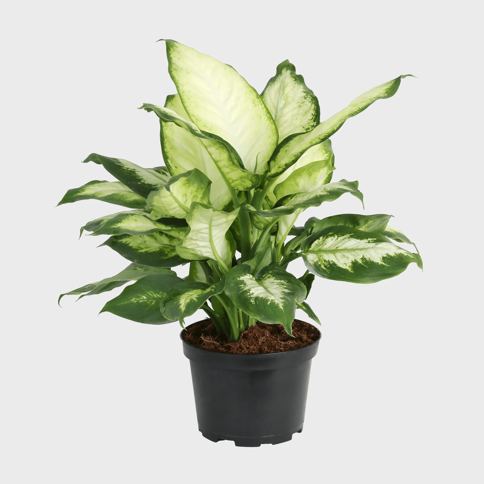 Costa Farms Live Indoor Dieffenbachia Plant Ecomm Via Walmart.com