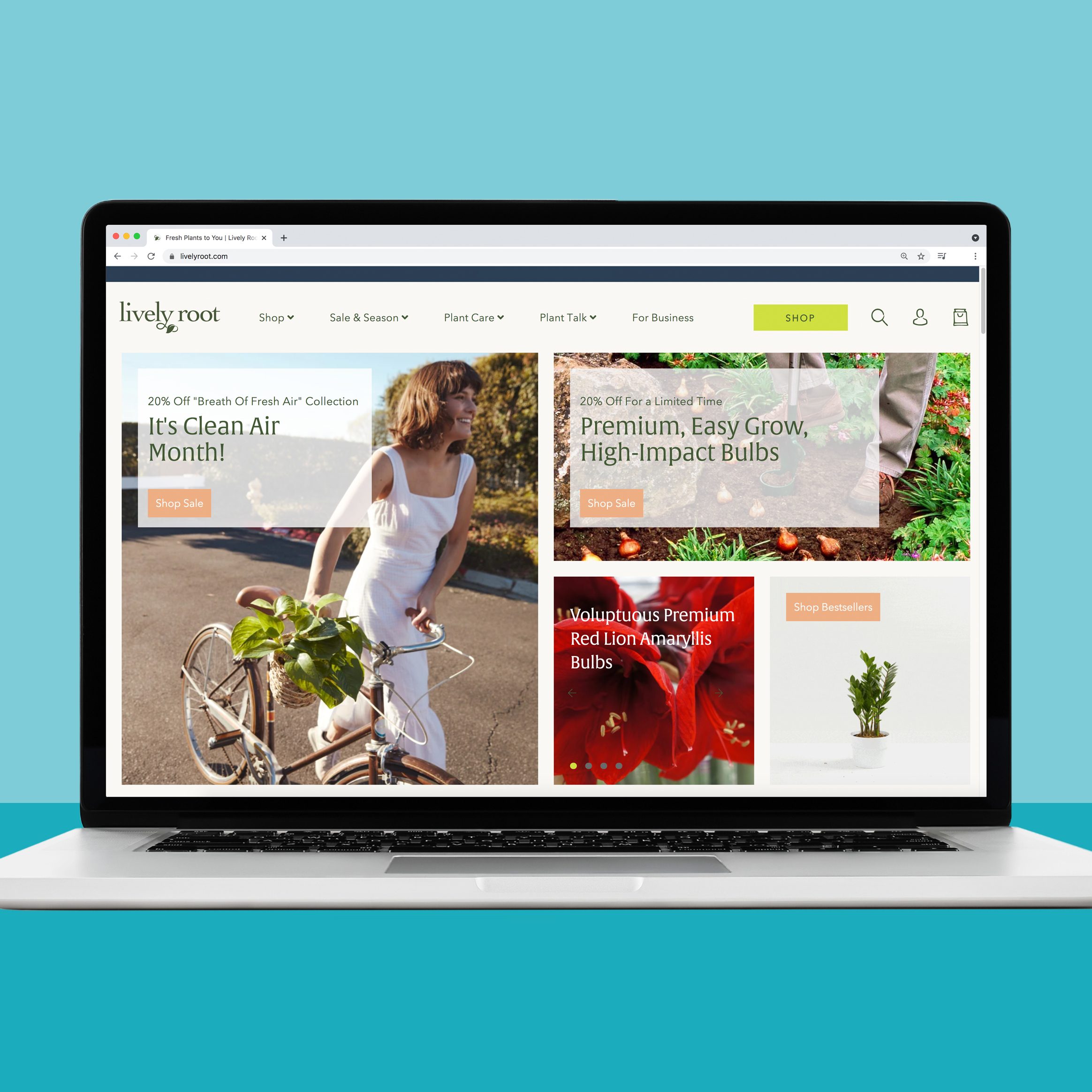 Lively Root online flower shop