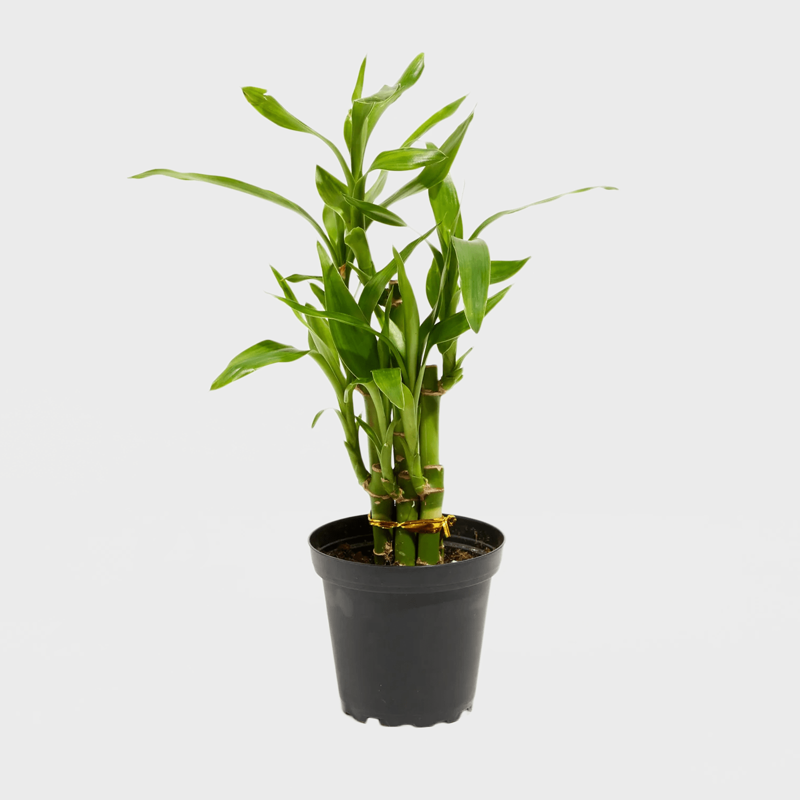 Lucky Bamboo Dracaena Tree Ecomm Via Livelyroot.com