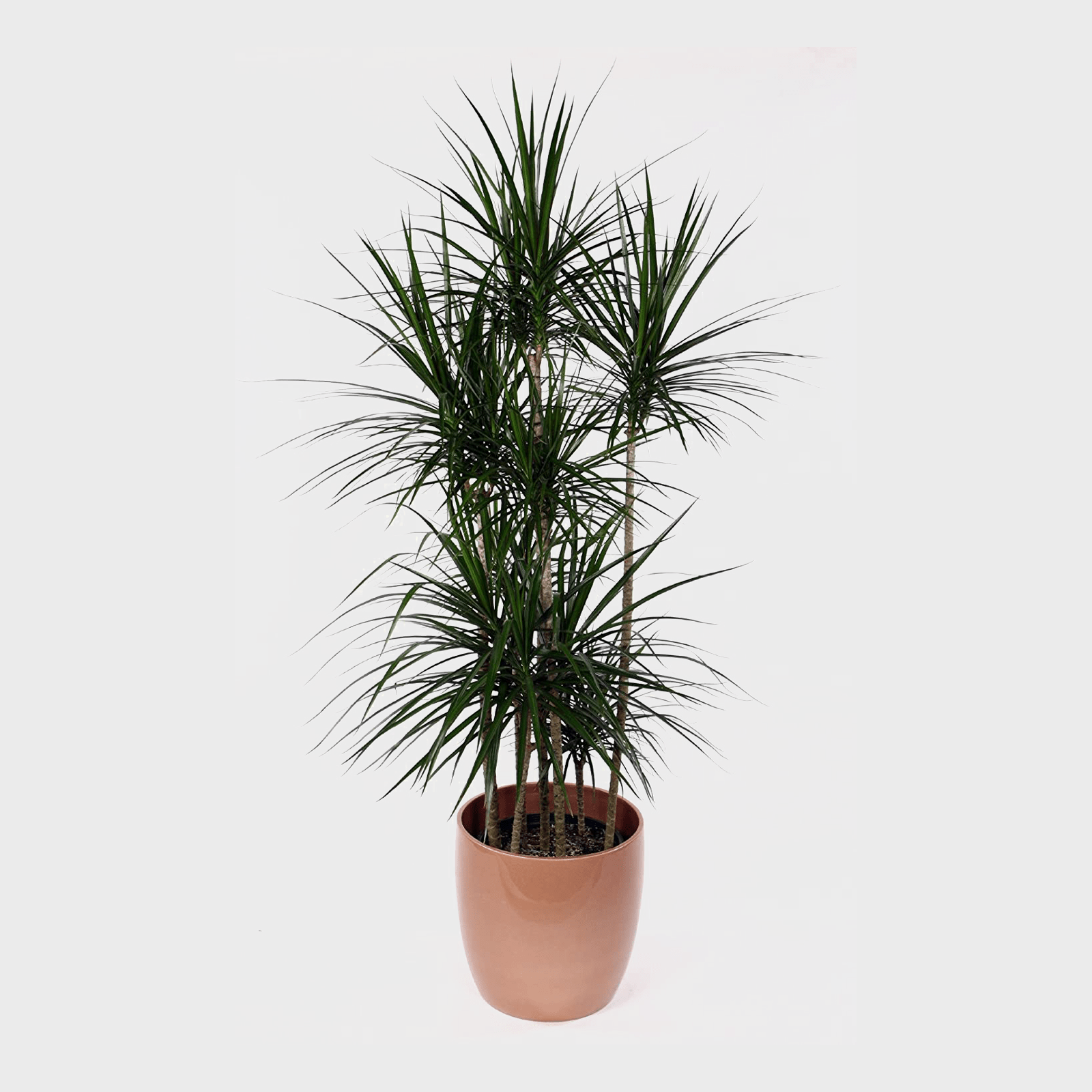 Madagascar Dragon Tree Ecomm Via Amazon.com
