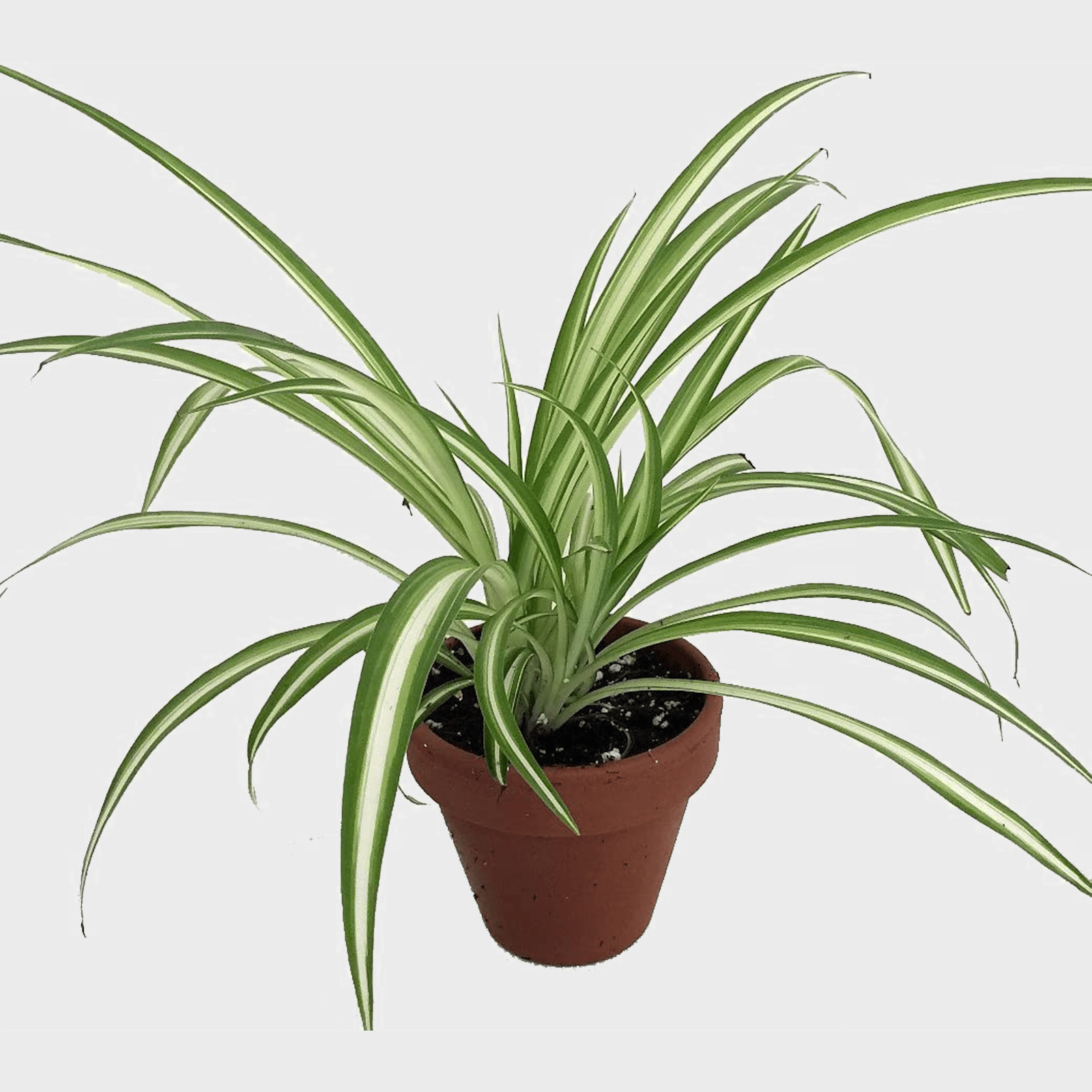 Ocean Spider Plant Ecomm Via Amazon.com