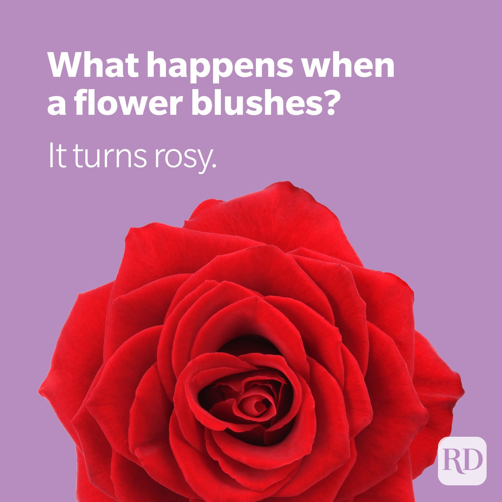 100 Plant Puns That Will Knock Your Stalks Off