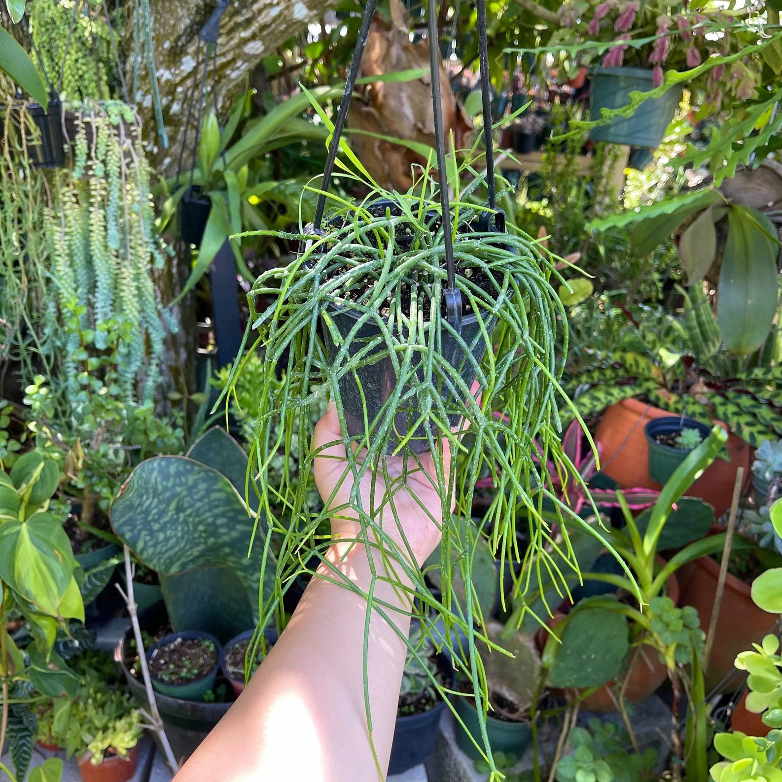 Rhipsalis Baccifera Mistletoe Cactus Ecomm Via Etsy.com