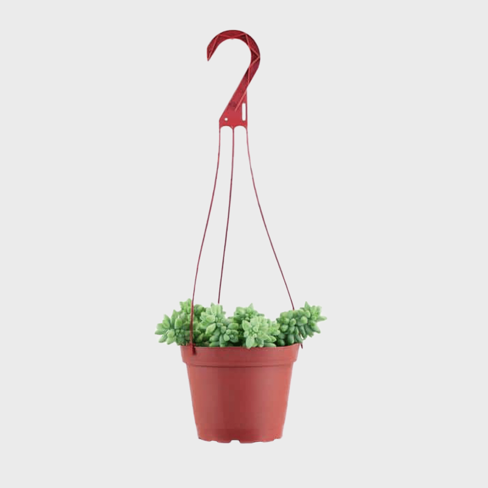 Shop Succulents Succulents 1 Burro 6 64 1000