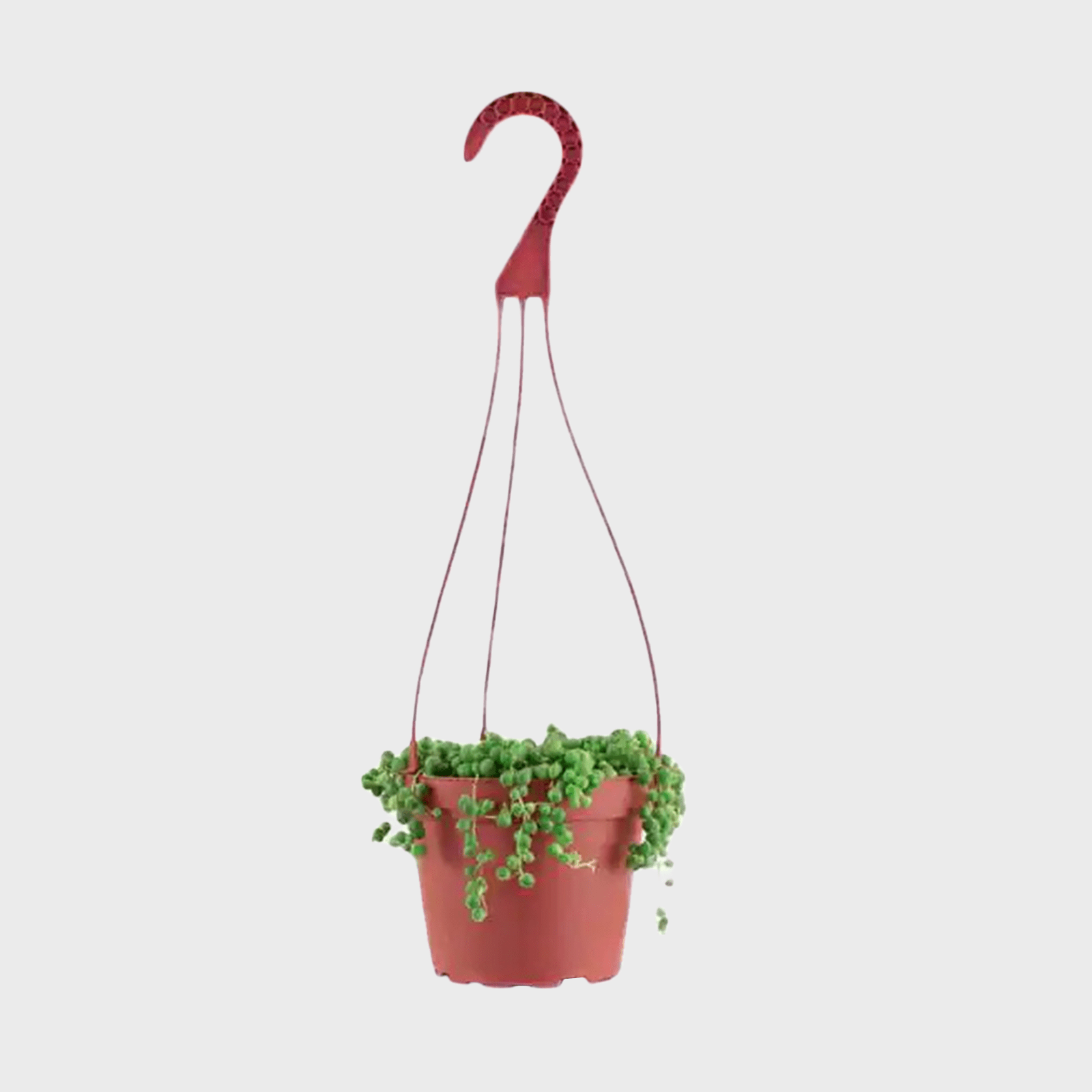 Succulents 6 Inch Senecio String Of Pearls Ecomm Homedepot.com