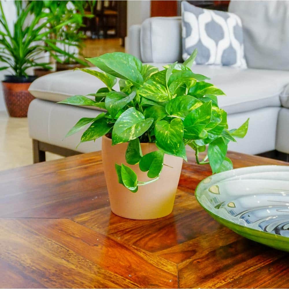 United Nursery Golden Pothos Grower Pot Ecomm Via Homedepot.com