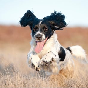 Dog running joyfully through dry grass, ears flapping, in a sunny open field.
