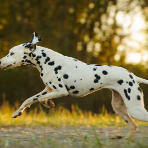 Dalmatian dog running across grassy field, surrounded by blurred background trees in warm sunlight.